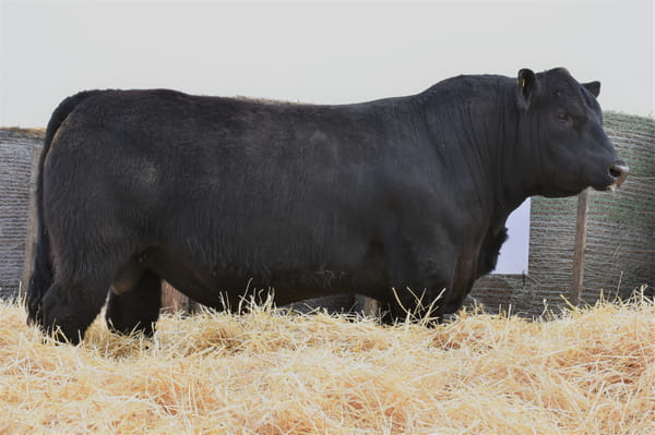 Lote TOROS PC