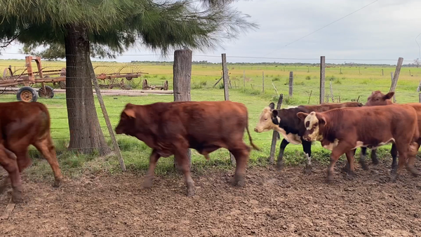 Lote 25 Terneros/as Braford en Virginia, Santa Fe