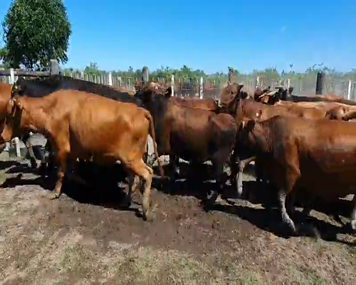 Lote 37 Vacas en San Luis del Palmar, Corrientes