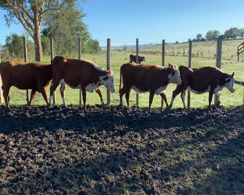 Lote Vaquillonas preñadas