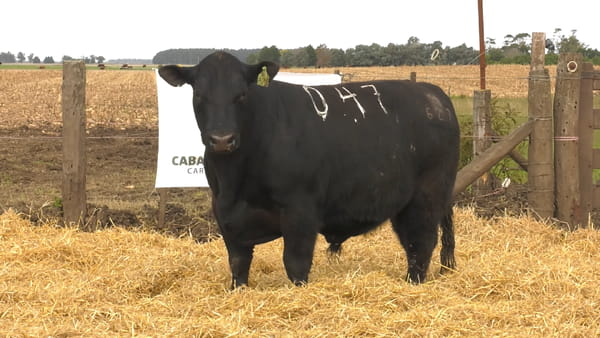 Lote Toros PC Colorados