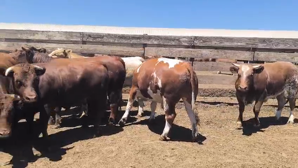 Lote 20 Novillo Gordo en Los Ángeles, VIII Región Biobío