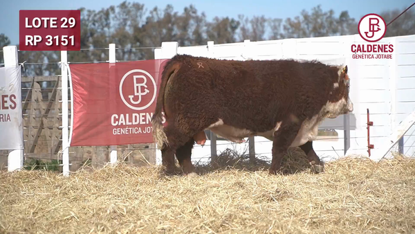 Lote Toro s/