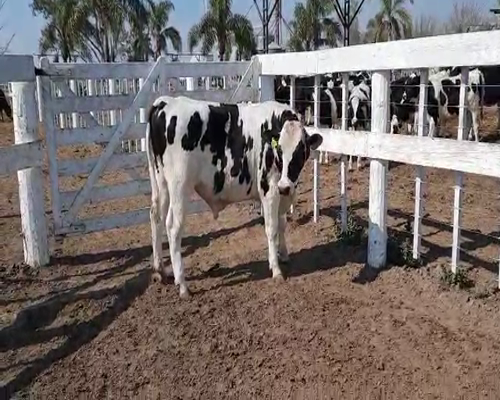 Lote TORO RP6780 LA LILIA