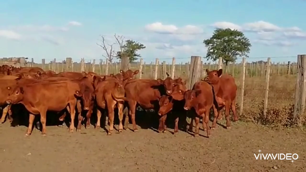 Lote 55 Terneros en Casalins, Buenos Aires