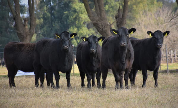 Lote "Cabaña ""Don Felix"" Vaquillonas PC"