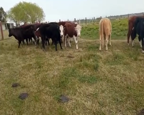 Lote (Vendido)16 Novillos Cruza 355kg -  en ruta 1 km 45