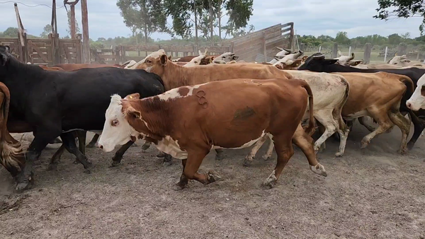 Lote 50 Vacas de invernar en San Luis del Palmar, Corrientes