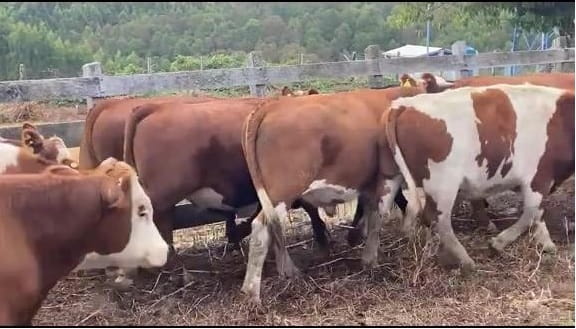 Lote 46 Novillo Engorda en Osorno, X Región Los Lagos