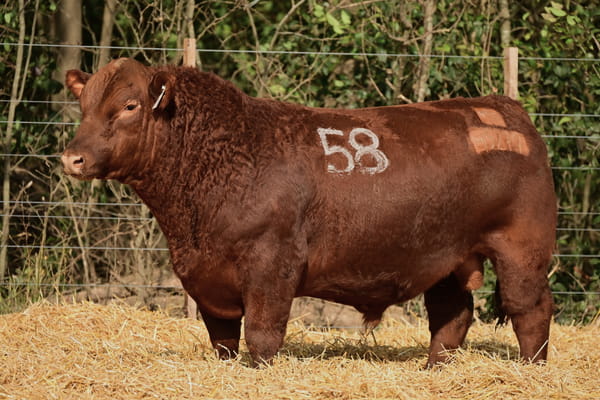 45279 — TOROS ANGUS PC