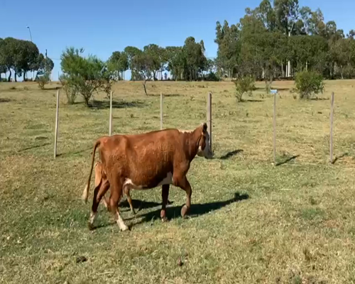 Lote (Vendido)Toros HEREFOR 605kg -  en CIUDAD DEL PLATA
