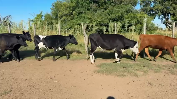 Lote TERNERAS