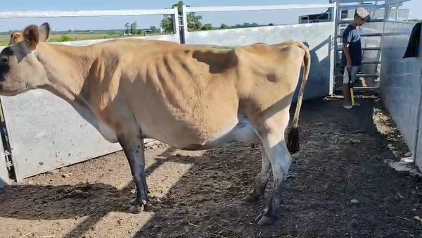 Lote Vacas de Invernada 450kg - , San José