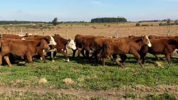 Lote 110 Terneros