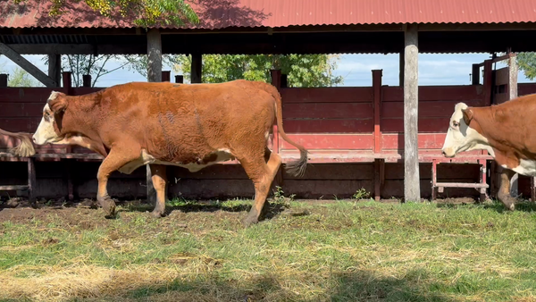 Lote 31 Vaquillonas preñadas