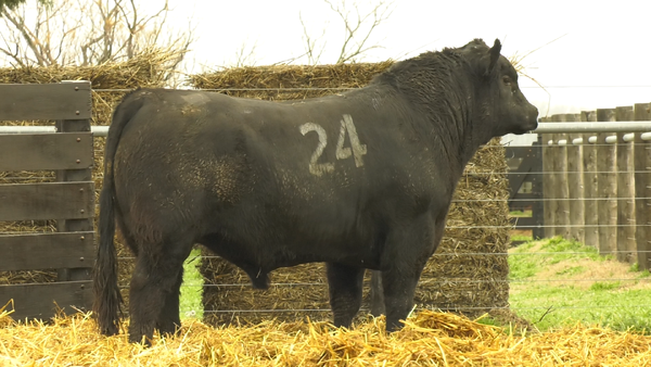 24 - 40032N — TOROS ANGUS PURO CONTROLADO