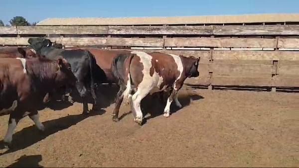 Lote 23 Novillo Gordo en Los Ángeles, VIII Región Biobío