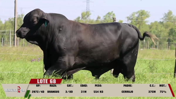 Lote LOTE 68