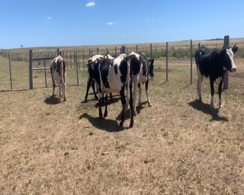 Lote VAQUILLONAS 1 A 2 AÑOS.