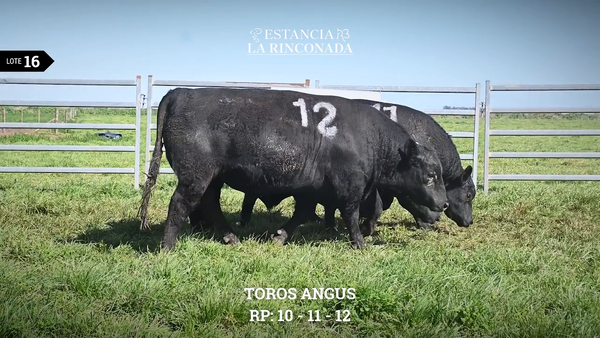 Lote TOROS ANGUS N
