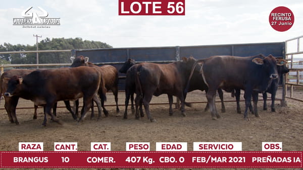 Lote Reproductores de Alborada - Lote 56