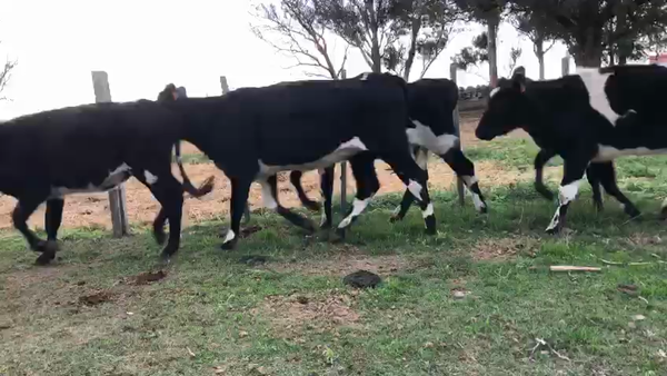 Lote 7 vaquillonas kiwy