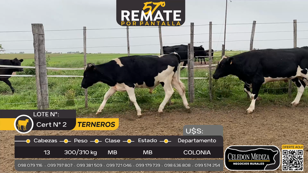Lote 13 Terneros en Campana, Colonia