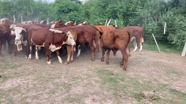 Lote 35 Novillos en Esquina, Corrientes