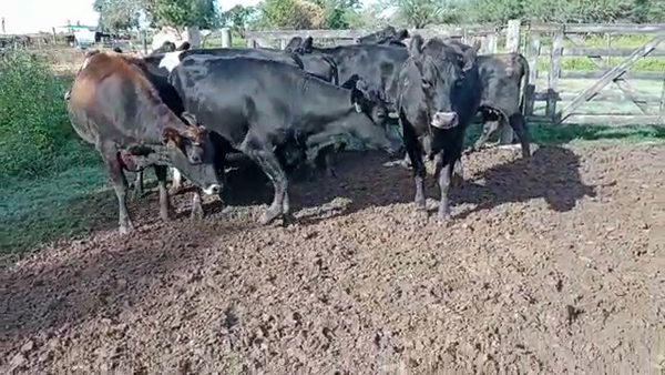 Lote Vaquillonas Preñadas - Los Luises