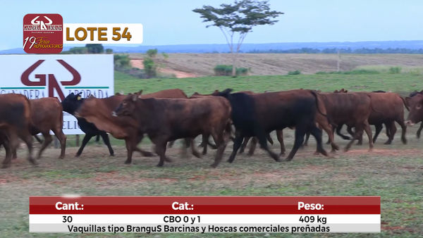 Lote Reproductores de Alborada - Lote 54