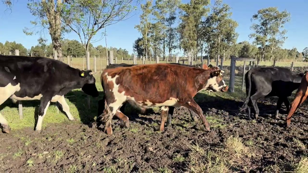 Lote NOVILLOS MAS DE 3 AÑOS