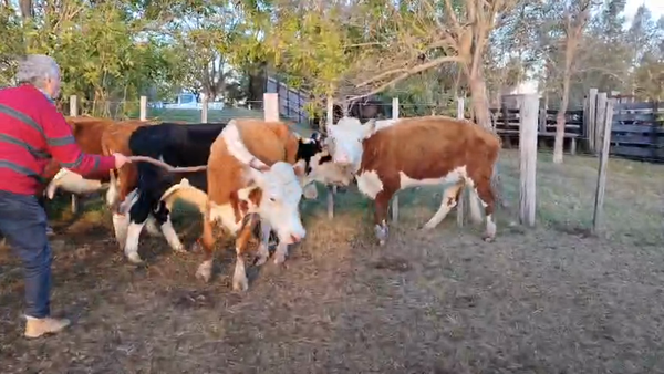 Lote 17 vacas de invernada de Walter Stoletniy y Jorge Paez.