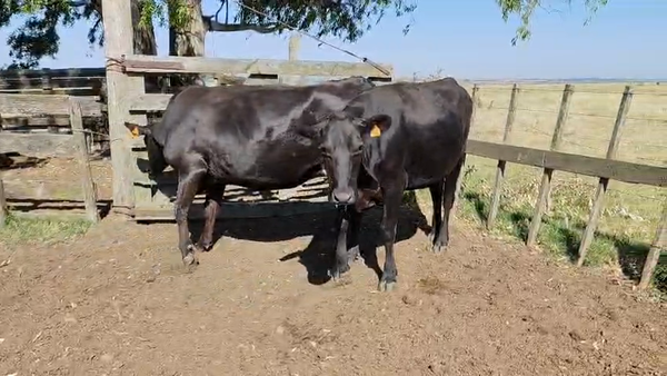 Lote 2 Vaquillonas  500kg - , San José