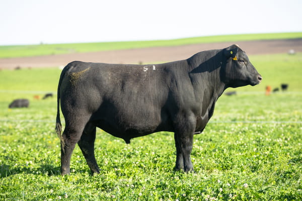 Lote Don Jose - 4- Toros