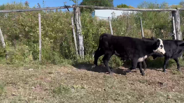 Lote TERNEROS Y TERNERAS