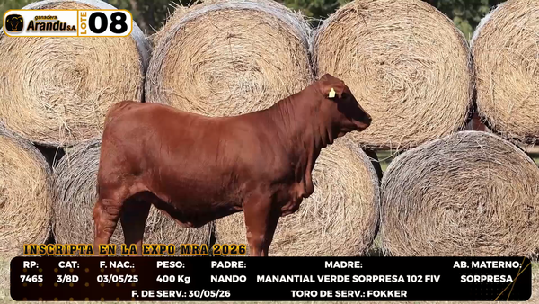 Lote LOTE 8