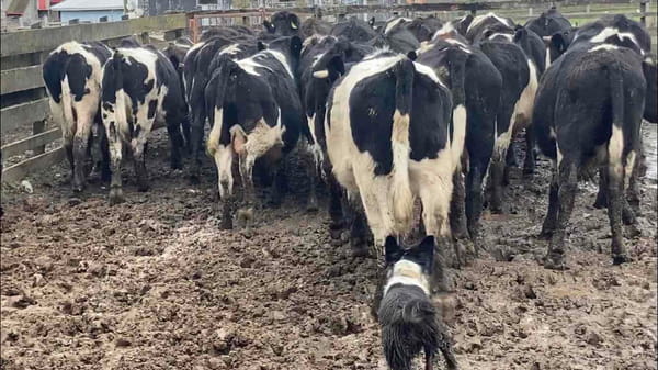 Lote 60 Novillo Engorda en Purranque, X Región Los Lagos