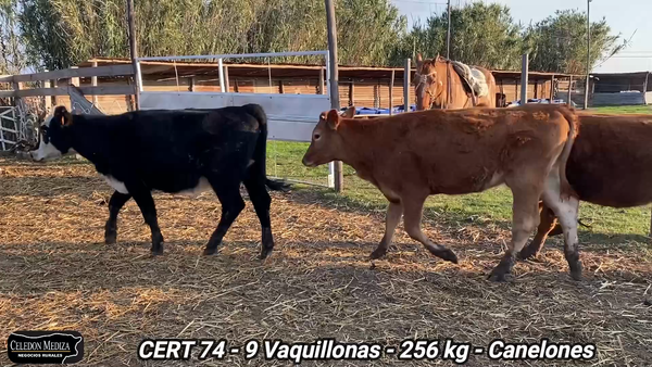 Lote 9 Vaquillonas 1 a 2 años en San Jacinto, Canelones