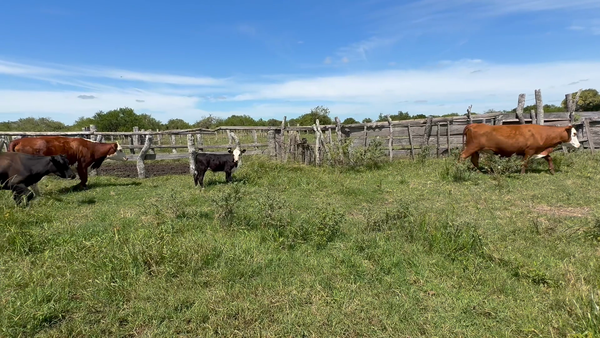 Lote 23 Vientres con Crías y Preñados en Entre Ríos, El Redomón