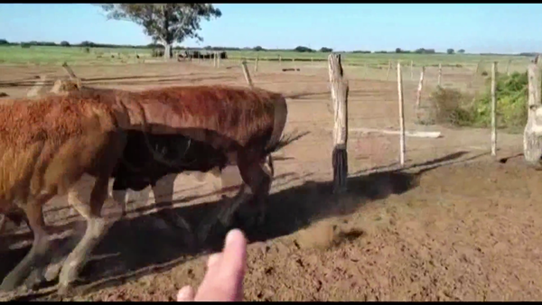 Lote 220 Novillitos en Ceres, Santa Fe