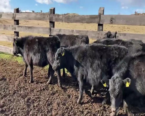 Lote 23 Ternero en Coyhaique, XI Región Aysén