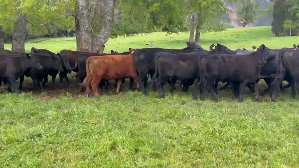 Lote 32 Vaquilla Engorda en Cunco, IX Región Araucanía