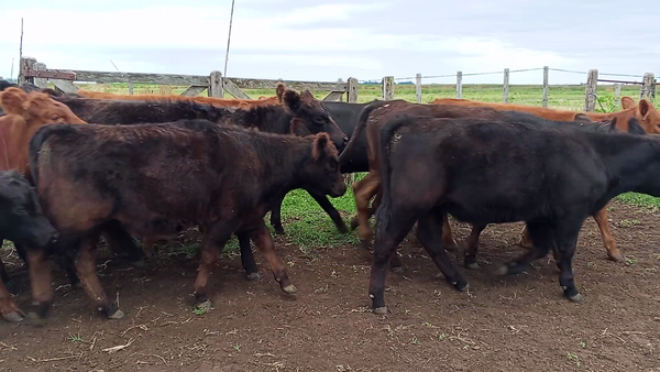 Lote 39 Terneras EN SALAZAR