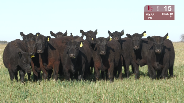 Lote VAQUILLONAS  ANGUS NEGRAS PURAS CONTROLADAS  PARA SERVICIO