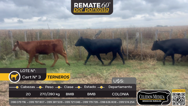 Lote 20 Terneros en La Horqueta, Colonia