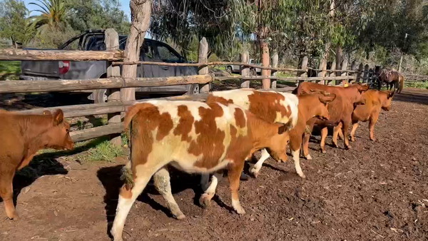 Lote 60 Vaquilla Engorda en Santo Domingo, V  Región Valparaíso