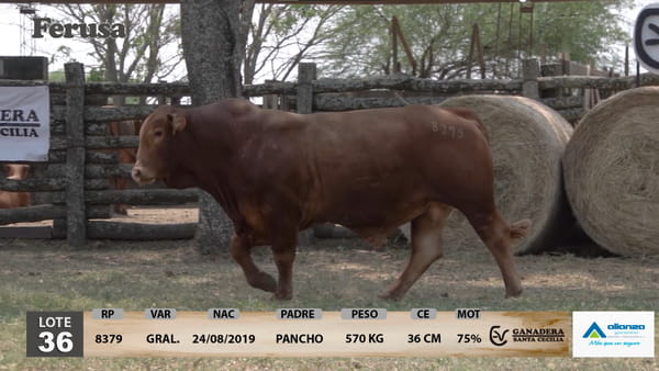 Lote Ganadera Santa Cecilia - Lote 36