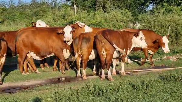 Lote 12 Vacas faena UE