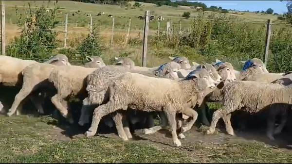 Lote (Vendido)25 Borregas 50kg -  en EL PROGRESO