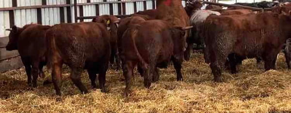 Lote 22 Novillo Gordo en XIV Región Los Ríos, Río Bueno